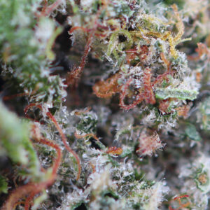Critical – Spliff CBD flower, close-up