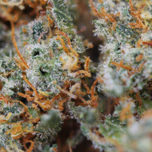 Lemon Skunk – Spliff CBD flower, close-up