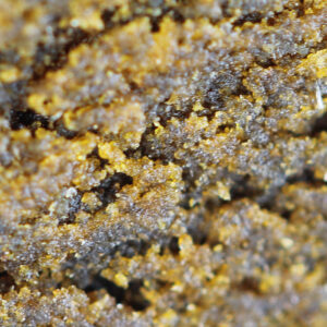 Nepali – Spliff THCX hash, close-up