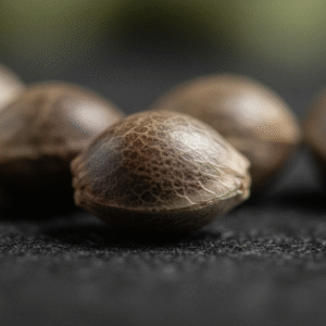 Gelato Auto – Spliff cannabis seeds, photo 3