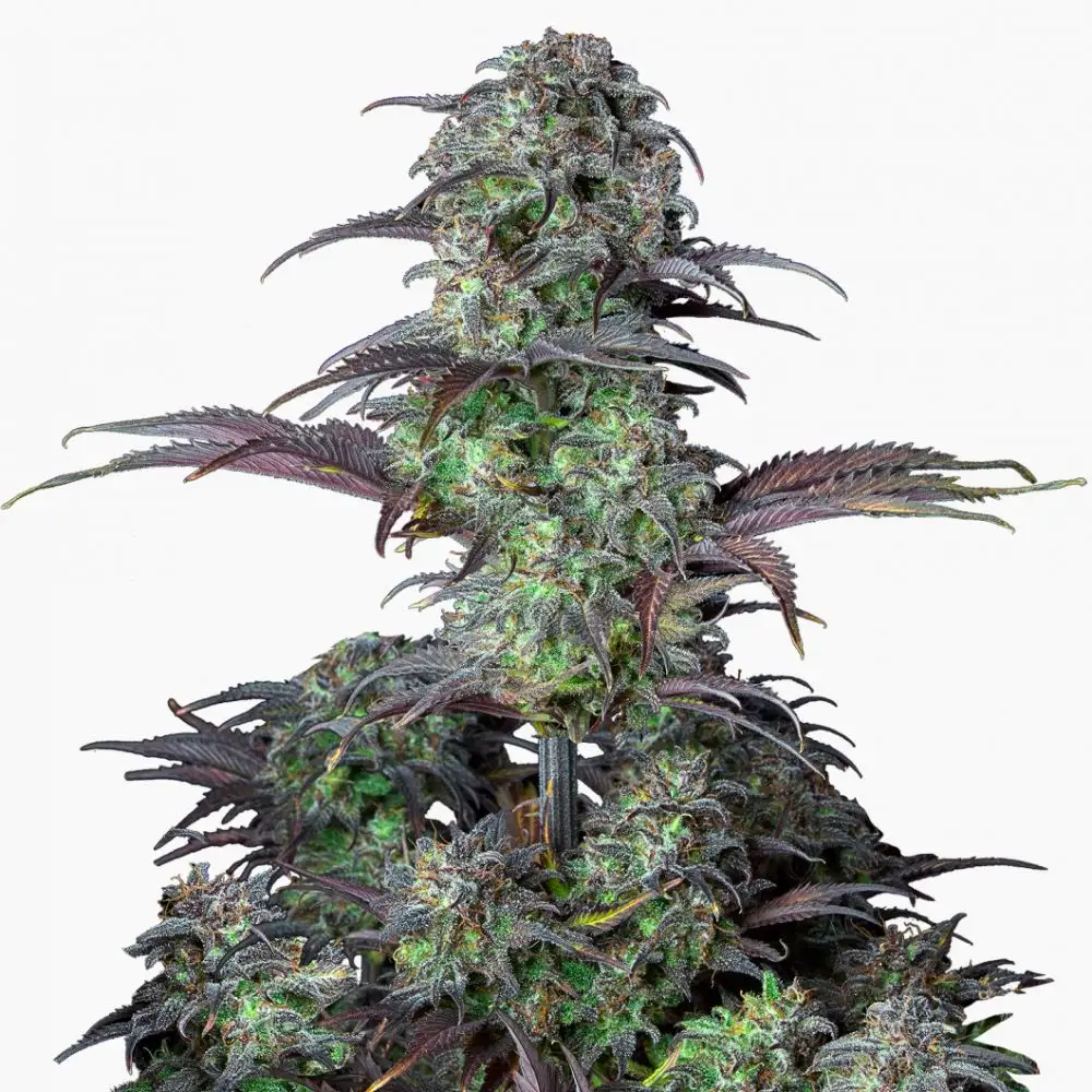 Blueberry Spliff cannabis seed