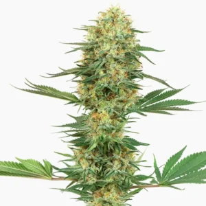 Gelato Spliff cannabis seed
