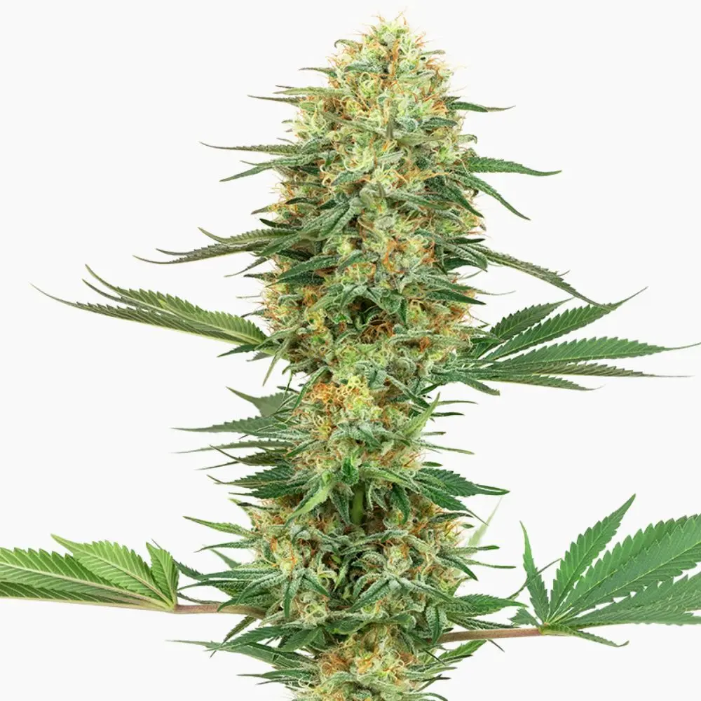Gelato Auto – Spliff cannabis seeds