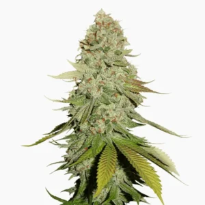 Spliff Cannabis Gorilla Glue seed