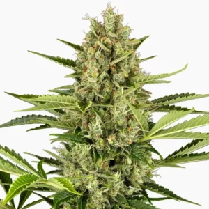 Jack Herer Spliff cannabis seed