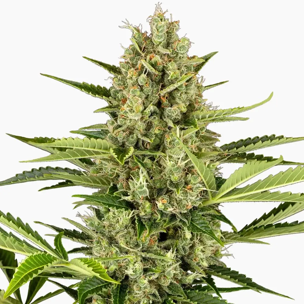 Jack Herer Spliff cannabis seed