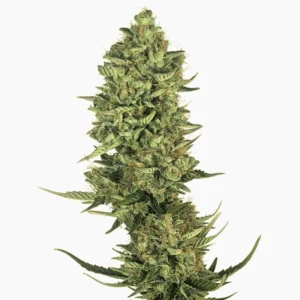 Lemon Kush Spliff cannabis seed