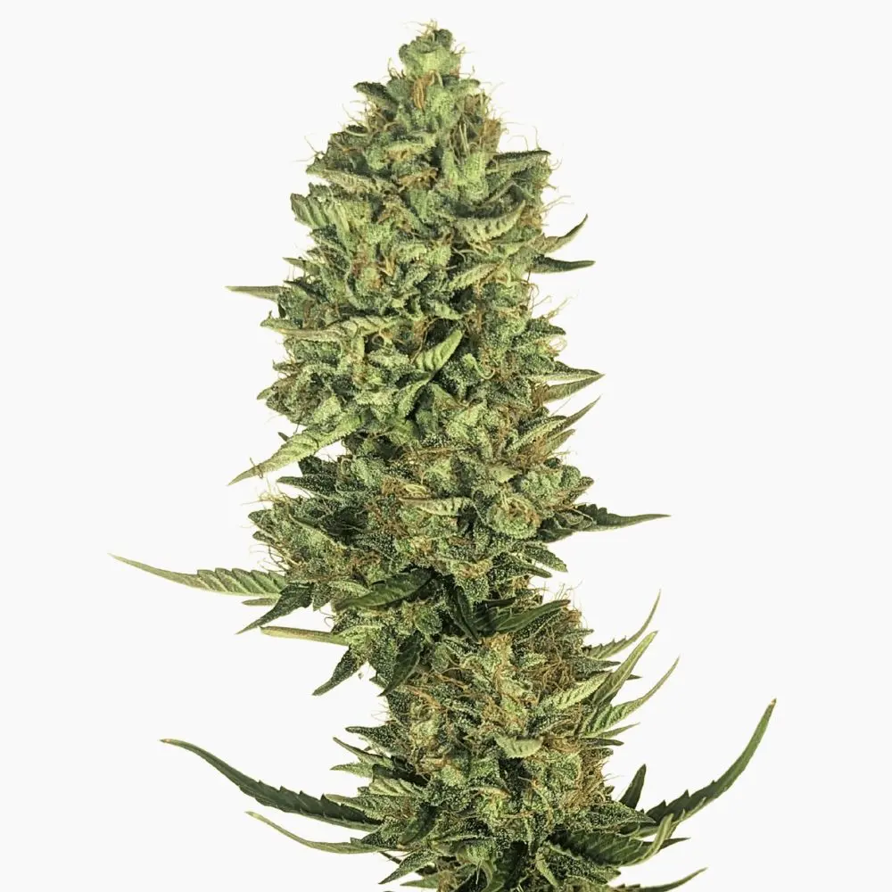 Lemon Kush Spliff cannabis seed