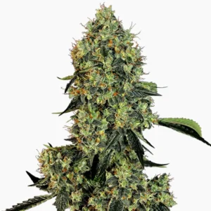 OG KUSH Spliff cannabis seed