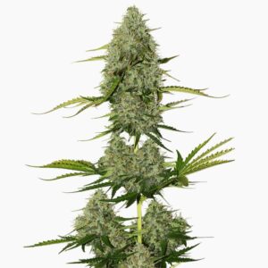 Critical Spliff cannabis seed