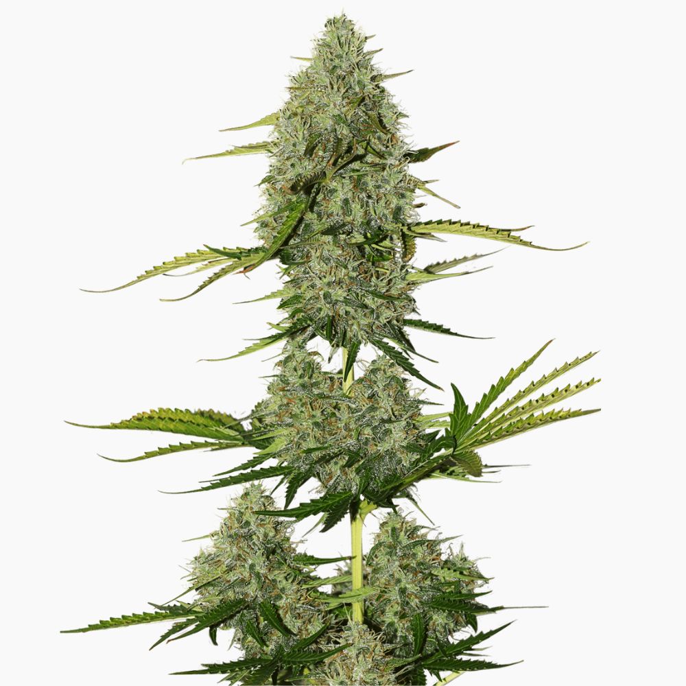 Critical Spliff cannabis seed