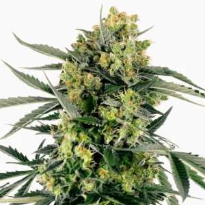 Mobydick cannabis seed