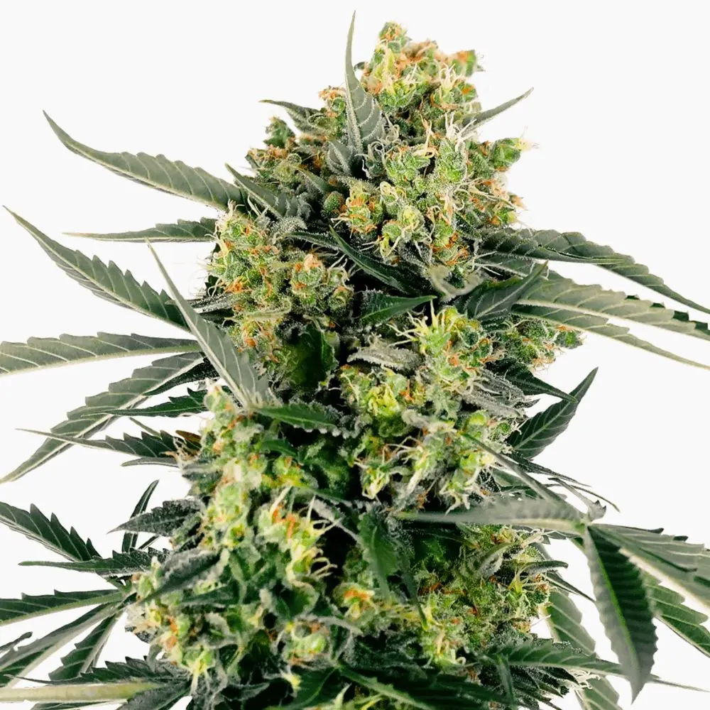 Mobydick cannabis seed
