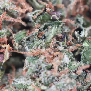 Bubble Gum – Spliff THCX flower, close-up