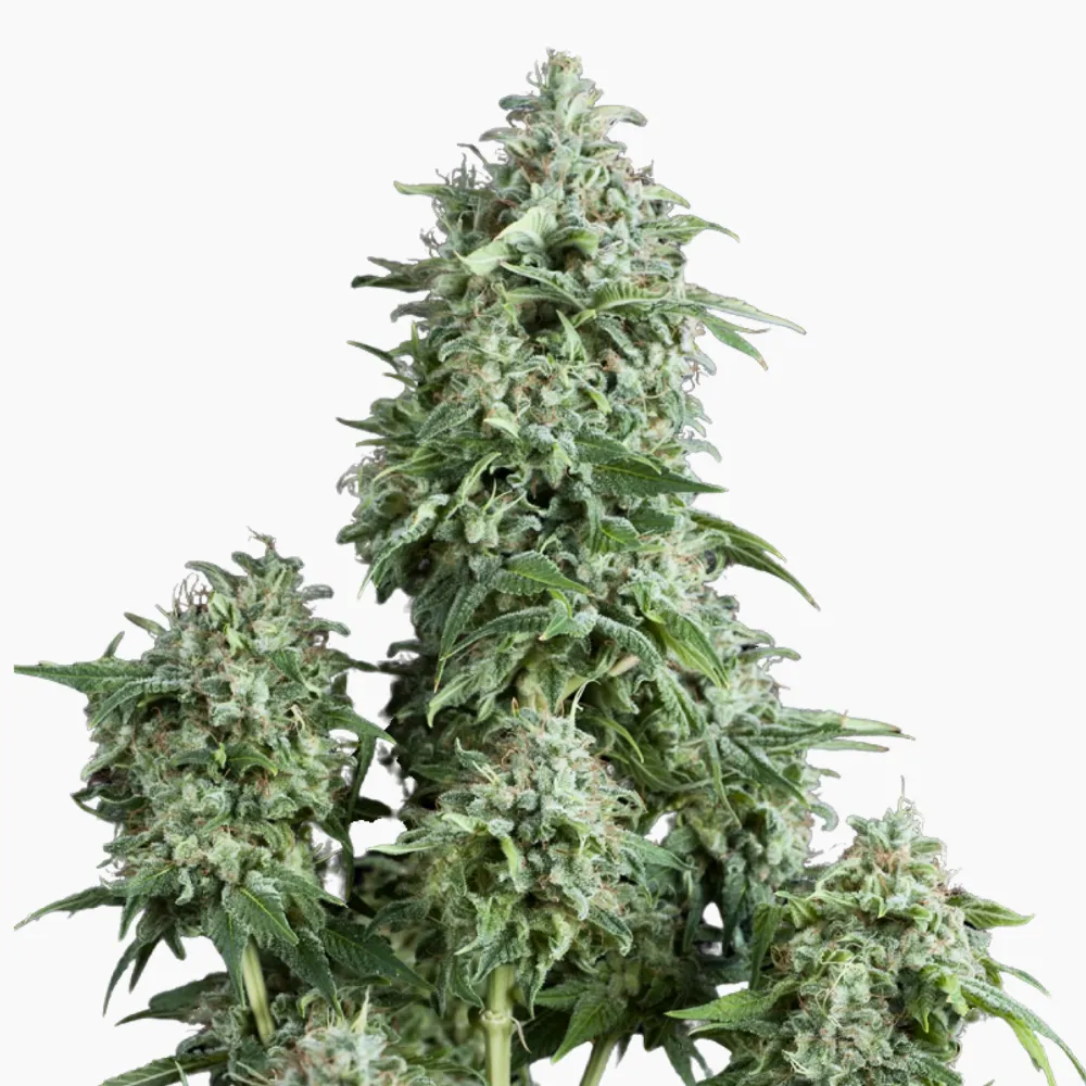 Amnesia Auto Spliff Cannabis