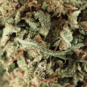 Dream Diesel – Spliff CBD flower, close-up