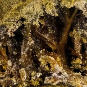 Moon Rock – Spliff THCX hash, close-up