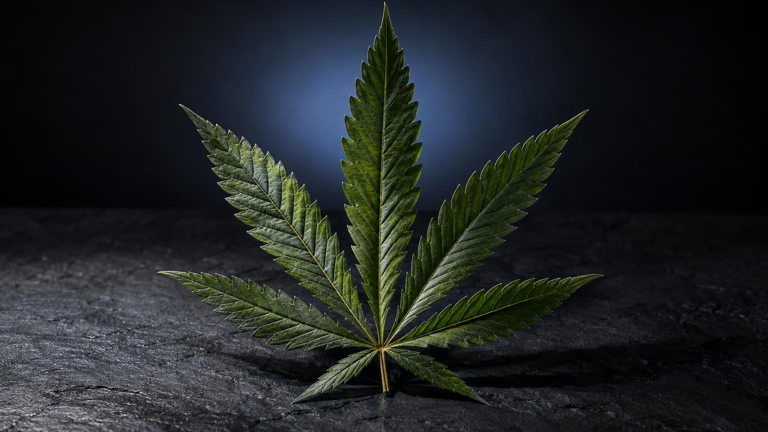 Green cannabis leaf with seven pointed leaflets, displayed against dark background, for Jack Herer Strain article
