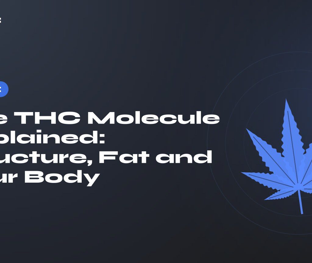 The THC Molecule Explained: Structure, Fat and Your Body (Molecule thc) — title on a dark background, stylised hemp leaf