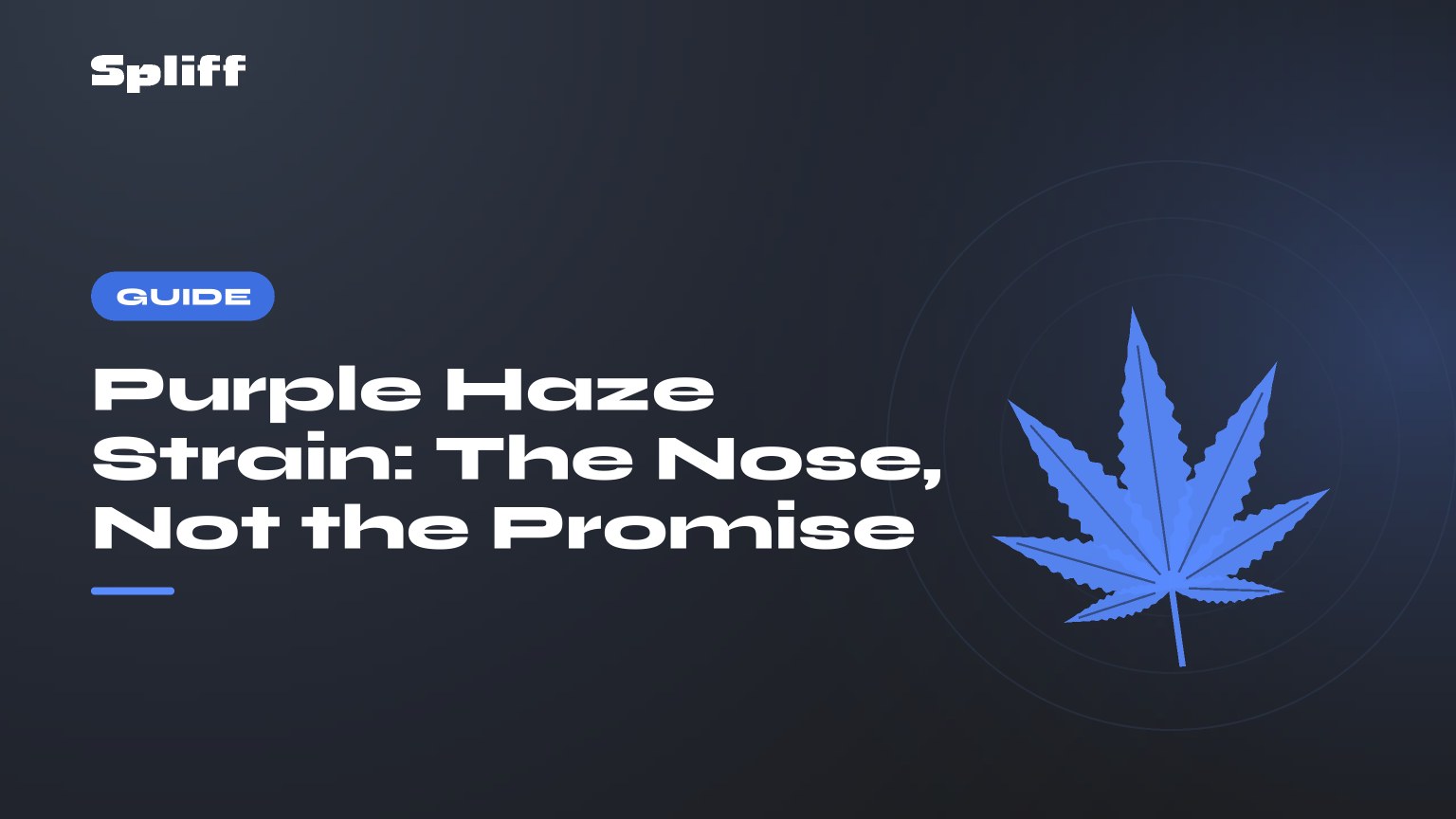 Purple Haze Strain: The Nose, Not the Promise — title on a dark background, stylised hemp leaf