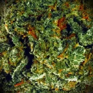 Customer review Amnesia with photo - Spliff