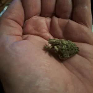 Customer review Critical 2.0 with photo - Spliff