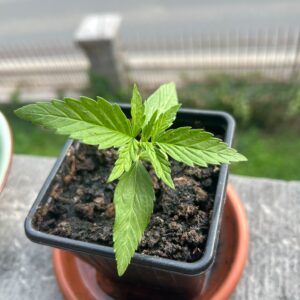 Customer review Gelato Auto with photo - Spliff