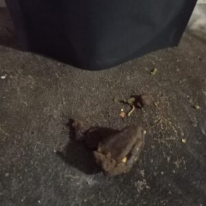 Customer review Kashmir Hash with photo - Spliff