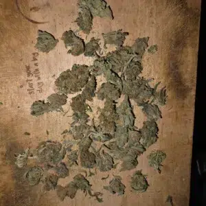 Customer review Minibud Premium with photo - Spliff