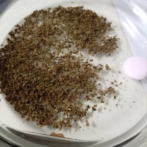 Customer review Pre-rolled THCX joint - Royal Hash with photo - Spliff
