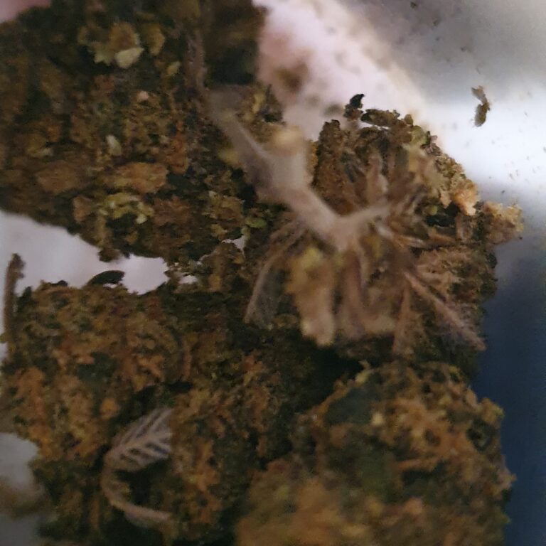 Click to view full screen Customer review Sour Diesel with photo - Spliff